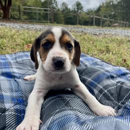 Boy 1 - Black brown and white American Foxhound puppy in Waxhaw, North Carolina from Setting Sun Kennel