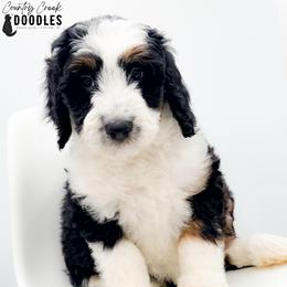 Hoosier - female Australian Mountain Doodle puppy in Tipton, Indiana from Country Creek Doodles