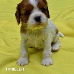 Australian Shepherd and Cavalier King Charles Spaniel Puppies from FairWilde Farm