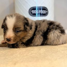 Rosie - Blue merle female Miniature Australian Shepherd puppy in North Lakeport, California from Wild Rose Ranch