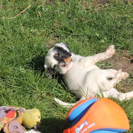 Border Collie, English Setter, and Miniature American Shepherd Puppies from First Harmony Farms