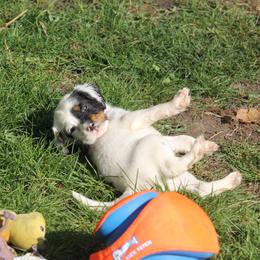 Border Collie, English Setter, and Miniature American Shepherd Puppies from First Harmony Farms