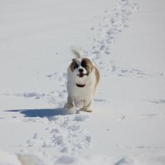 Icelandic Sheepdog Puppies from Windswept Icelandic Sheepdogs
