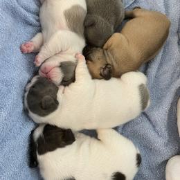 French Bulldog Puppies from The Frenchie Lady Co.