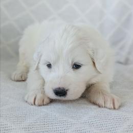 Girl 4 Magenta - White female Great Pyrenees puppy in Yakima, Washington from Naches Heights Ranch