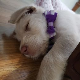 Labradoodles from Labradoods Austin