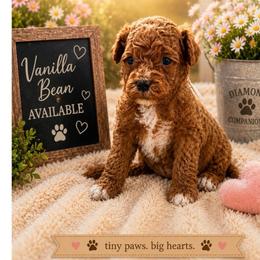 Vanilla Bean - Red male Cavapoo puppy in South Jordan, Utah from Diamond Companions