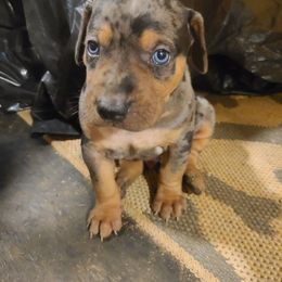Catahoula Leopard Dog, Goldendoodle, Poodle, and Sheepadoodle Puppies from Prospect Catahoula Farms, LLC