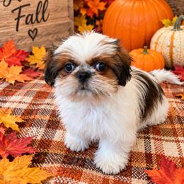 Brodie-See video - Red and white male Shih Tzu puppy in Manteca, California from Beauty's Shih Tzu (California)