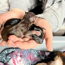 Prague Ratter Puppies from North Star Gem’s Prague Ratters