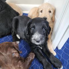 Double Doodle Puppies from Rock Creek Doodles