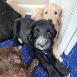 Double Doodle Puppies from Rock Creek Doodles