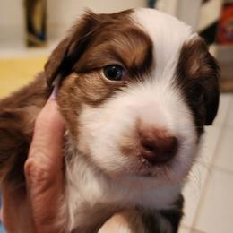 Girl 2 - Red & white female Toy Australian Shepherd puppy in Ocala, Florida from Crazy Aussie Chaos
