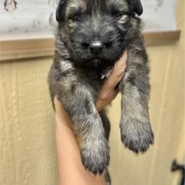 Denali - Red girl - Sable female German Shepherd puppy in Oakley, California from Von Guadachi German Shepherds & Audacity Border Collies