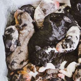 Bernedoodle puppies from Rock N Roll Doodles