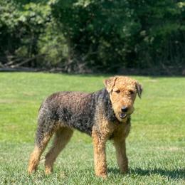 Mia - Airedale Terrier
