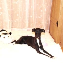 yara - Italian Greyhound