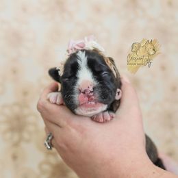 Boxer Puppies from Crescent City European Boxers