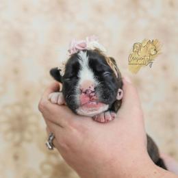 Boxer Puppies from Crescent City European Boxers
