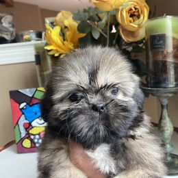 Gigi - Liver female Shih Tzu puppy in Troy, Michigan from "Shihtzu Best Friend"