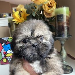 Gigi - Liver female Shih Tzu puppy in Troy, Michigan from "Shihtzu Best Friend"
