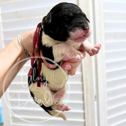 Maroon - Tri-color female Bernedoodle puppy in Rockwall, Texas from Glory Doodles