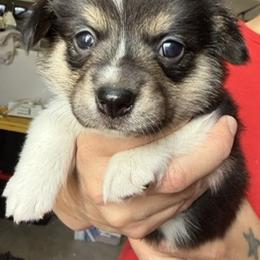 Pepper - Black and tan female Pembroke Welsh Corgi puppy in Riverside, California from Four Aces Corgis