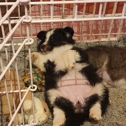 Shetland Sheepdog Puppies from DK'S Sassy River Shelties