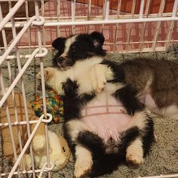 Shetland Sheepdog Puppies from DK'S Sassy River Shelties