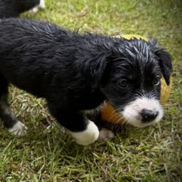 RENOIR - Black and white male Border Collie puppy in New Bern, North Carolina from New Bern Border Collies