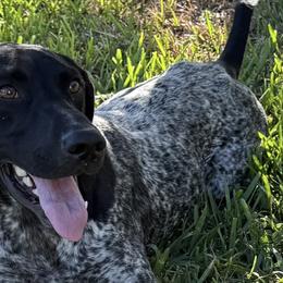German Shorthaired Pointers from Star Brigjt Kennels