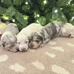 Dachshund Puppies from Boujee Dachshunds