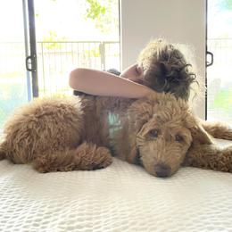 Goldendoodle Puppies from Lundee Doodles