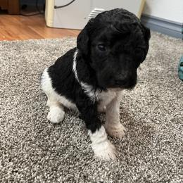 Aussiedoodle and Poodle Puppies from Covington Acres