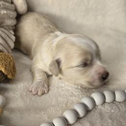 Zeus - White male Havanese puppy in Trinity, Alabama from Tooties Cuties Havanese