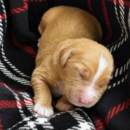 Pie - Red male Bernedoodle puppy in Springville, Utah from Oodles of Bernedoodles