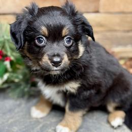 Witch - Black tri female Toy Australian Shepherd puppy in Mc Lean, Illinois from Kickapoo Creek Toy & Mini Aussies
