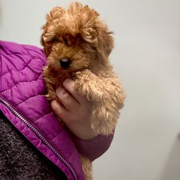 Cooper - Apricot male Poodle puppy in Bettendorf, Iowa from Red Door Poodles