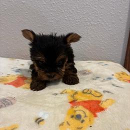 Rex - Tri-color male Yorkipoo puppy in Brookings, South Dakota from Hofer Pups