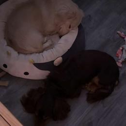 Dachshunds from Dreamy dachshunds