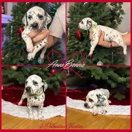 Anne Bonnie - White and black female Dalmatian puppy in Chehalis, Washington from Dalmatian Vacation