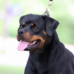 Pandi - Rottweiler