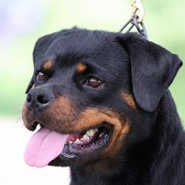 Pandi - Rottweiler