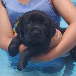 Labrador Retriever Puppies from Labs4Ever Labradors