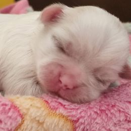 Diamond - White female Shih Tzu puppy in Augusta, Georgia from Floofah la Woofah