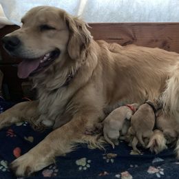 "Robin's litter 2022" Golden Retriever Puppies from Bit O'Heaven Farm