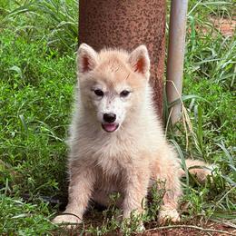 Girl 2 - Gray and white female Siberian Husky puppy in Loudon, Tennessee from Kristari Siberians