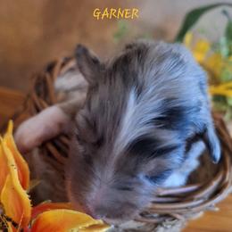 GARNER - Blue merle male Australian Shepherd puppy in Salem, Arkansas from Patchwork Kennels