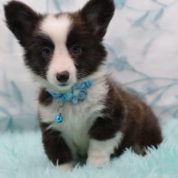 Cash - Fluffy - Brindle and white male American Corgi puppy in Lithia, Florida from Diamondcrest Inc