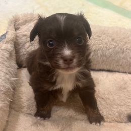 Patrick (Patty) the red - Red tri male Miniature Australian Shepherd puppy in Taylor, Arizona from Holy Ghost Ranch, Inc